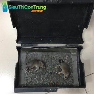 hộp bắt chuột hộp bẫy chuột hộp bả chuột keo chuột